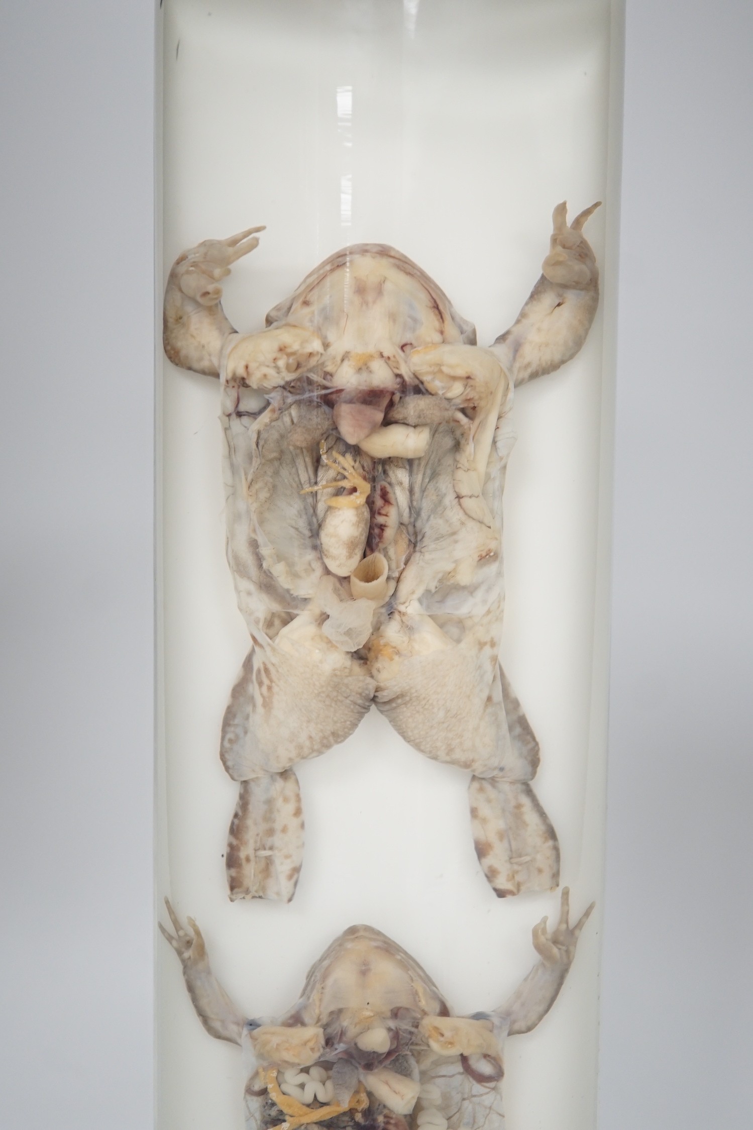 A biological specimen - Rana Temporaria (Common frog) reproductive systems, male and female forms, prepared by Flatters and Garnett, Manchester, circa 1920's/30's. 31cm high